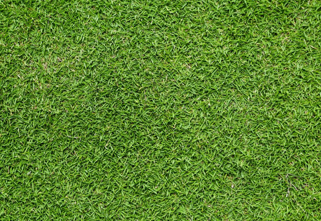 Tifway 419 Bermuda Grass | Twinwood Farms: high-quality plants and products for your landscape projects