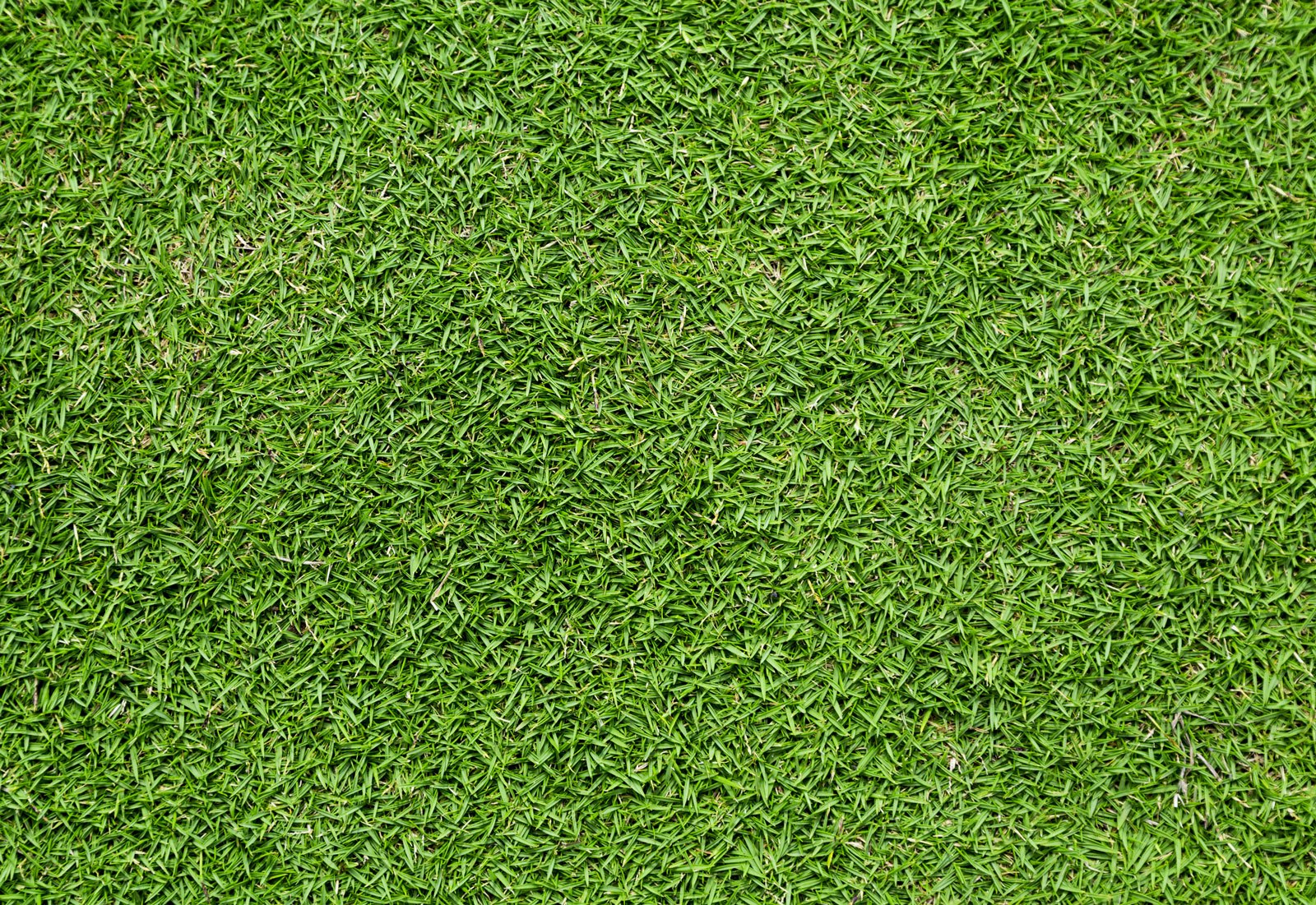 Tifway 419 Bermuda Grass: Maintenance and Uses