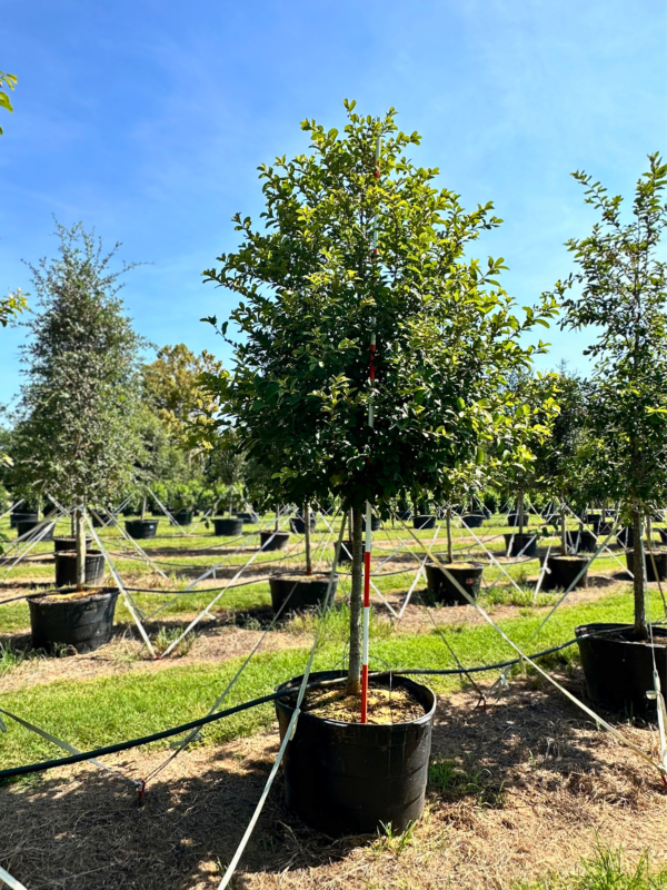 Large Trees, Box Trees & Wholesale Trees For Sale